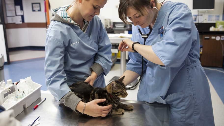 Is Pet Insurance Worth It? Angie's List